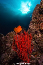 Clear Water, Sun, and Color. A Garibaldi crosses over a b... by Douglas Klug 